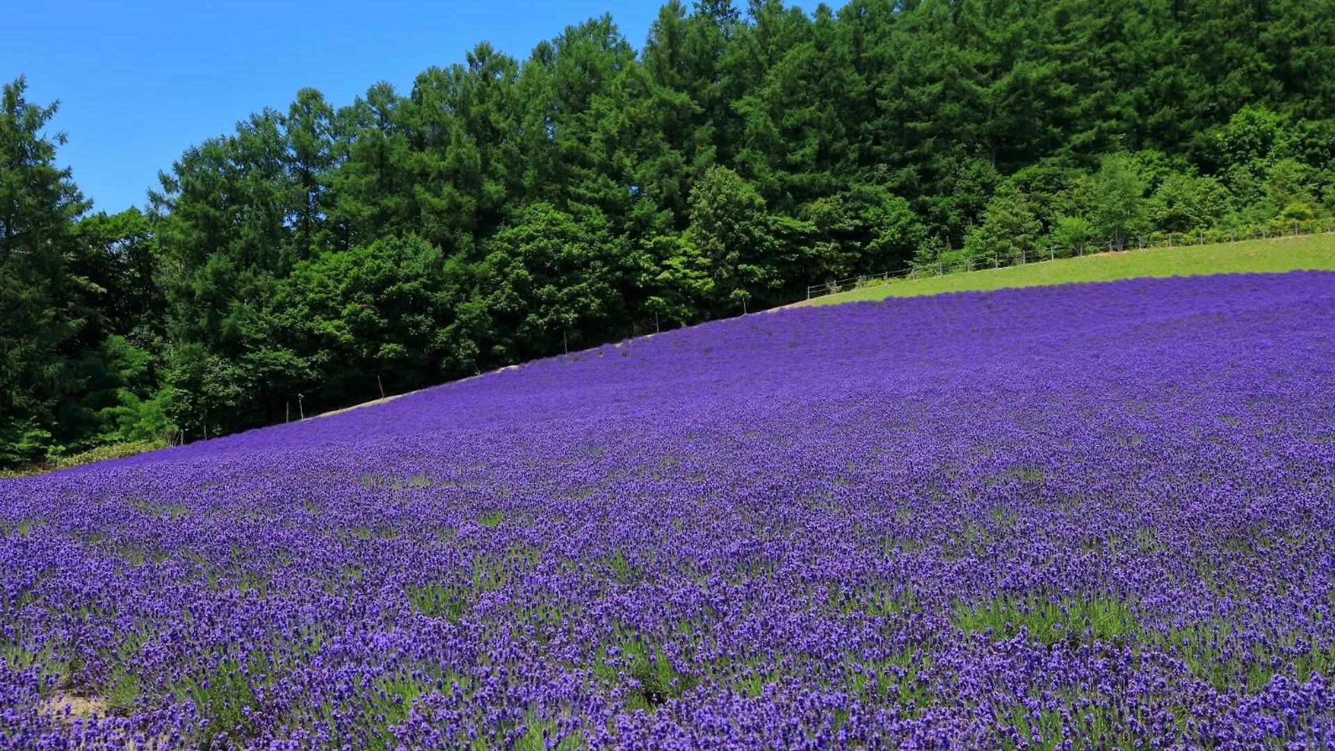 Hotel Edel Warme NakaNakafurano Japan