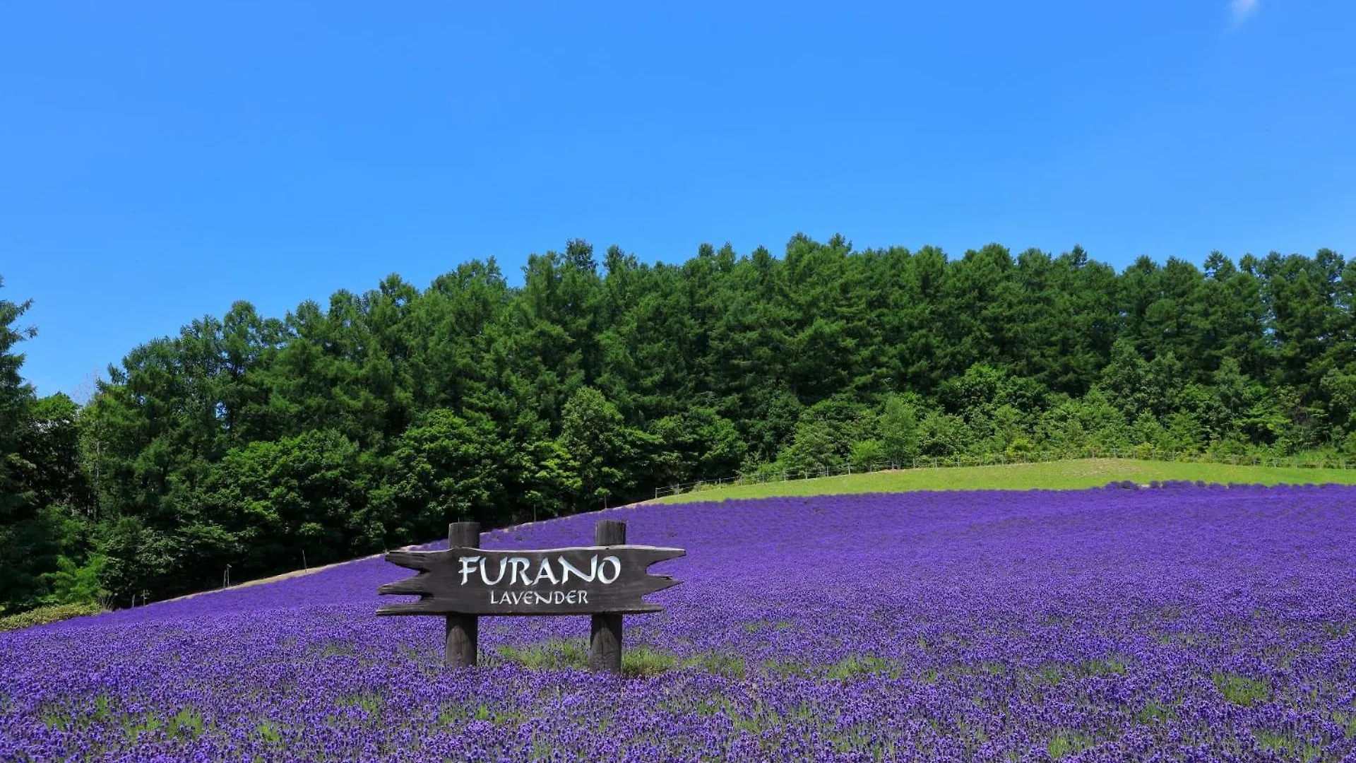 Hotel Edel Warme Furano 3*,